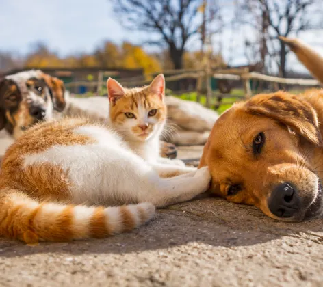 Dog and Cat laying on ground